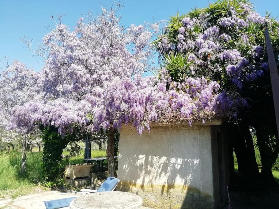 La Campagna Di Rosy Apartment Genzano di Roma Exterior photo